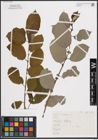 Foto von Salix cinerea L.